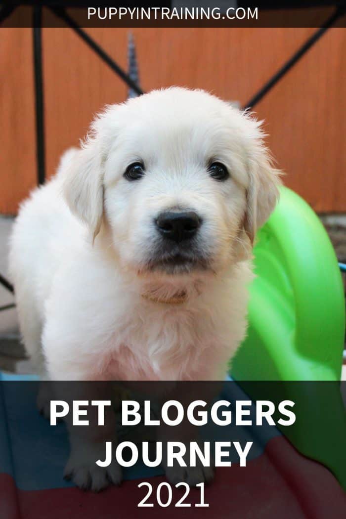 Pet Bloggers Journey 2021 - English Cream Golden Retriever puppy sits on a slide inside his playpen.