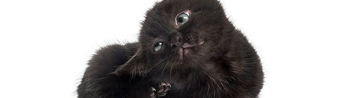 Cheristin For Cats Review Everything You Need To Know Tinpaw