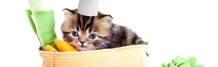 Earthborn Holistic Cat Food Reviews Tinpaw
