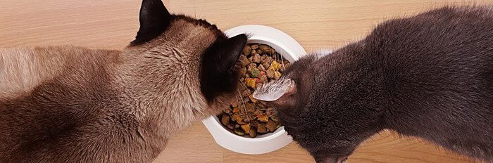 Solid Gold Cat Food Review Tinpaw