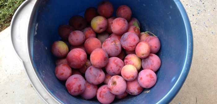 ASimpleHomestead.com - plums