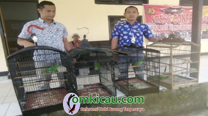 Burung cuca hijau sitaa. (Foto: Lintasbengkulu.com)