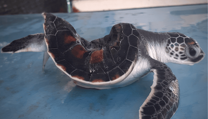 Sea turtle adopted