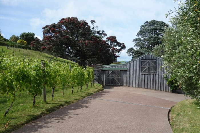 Kennedy Point Vineyard