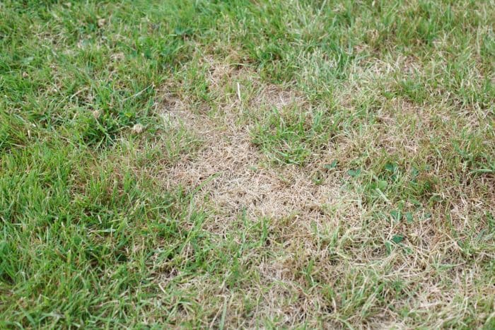 fire pit killed the grass