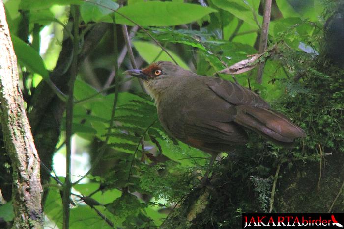 Burung poksay kuda di Gunung Gede, Jawa Barat