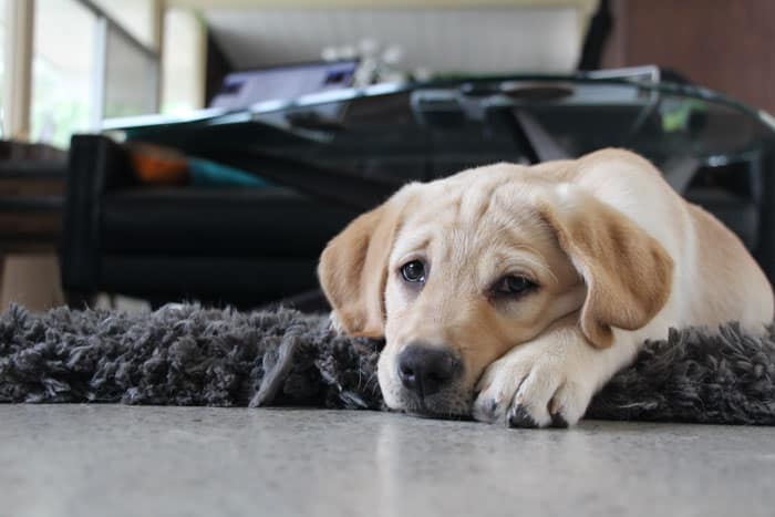 Pensive Puppy