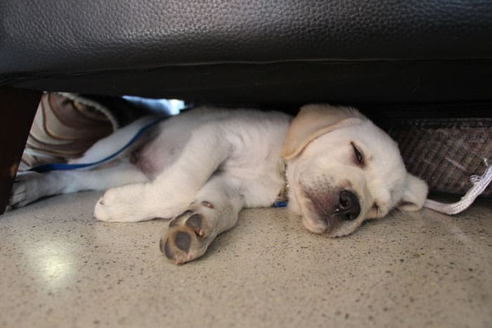 Puppy Siesta