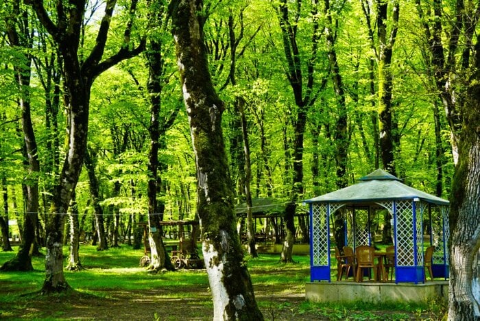 Tea in the forest, Ismailli, Azerbaijan