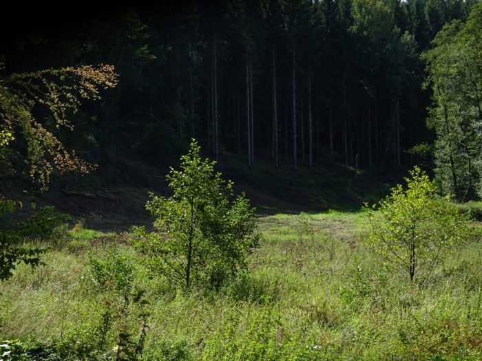 Natürliche Waldverjüngung durch Sukzession nach Fichtenrodung