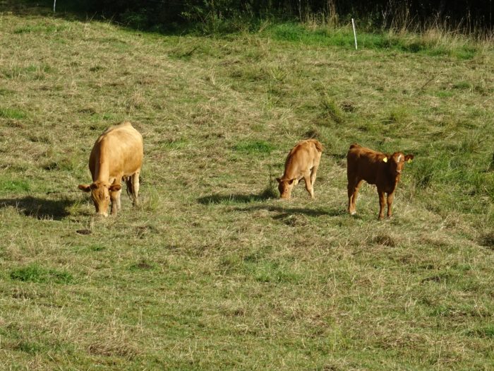 Kühe weiden auf einer Wiese