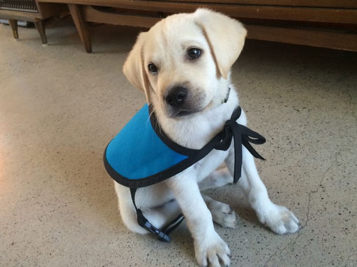 Diabetic Alert Puppy
