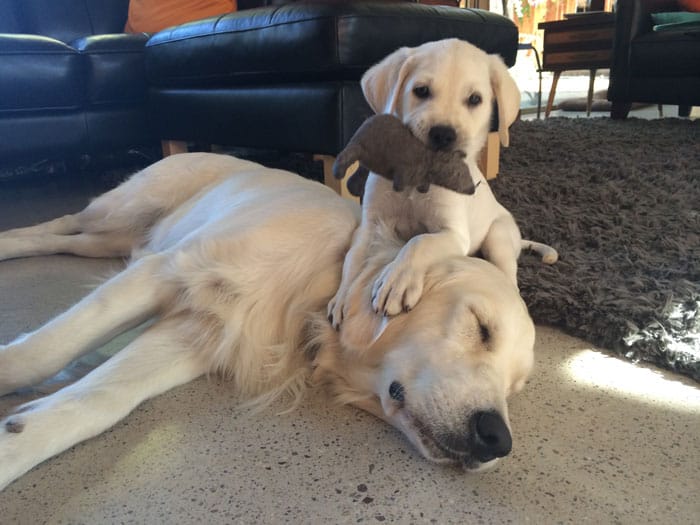 Jubilant Puppy and the Rat
