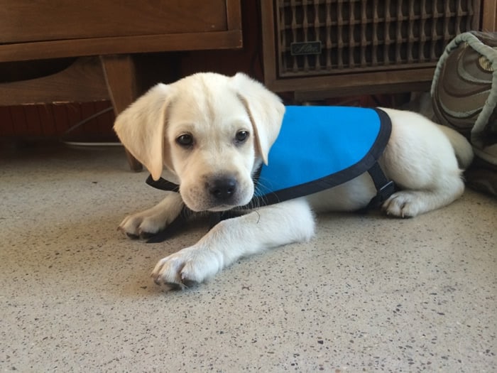Service Dog Puppy In Training