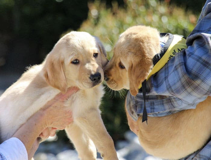 Puppy Siblings