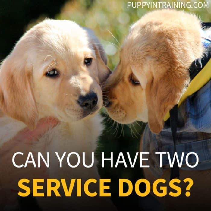 Can You Have Two Service Dogs - Two Labrador Retriever Service Dog puppies rubbing noses.