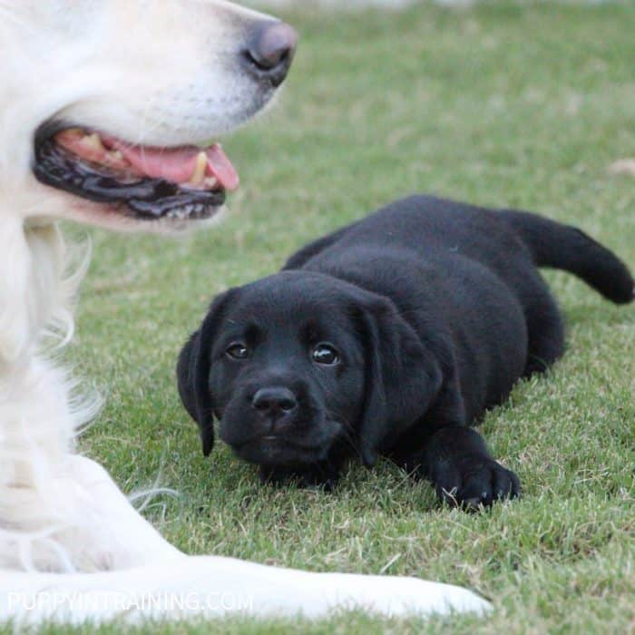 What Should I Expect From My 8 Week Old Puppy Puppy In Training