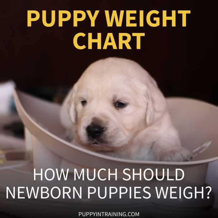 Puppy Weight Chart How Much Weight Should A Newborn Puppy Gain Per Day Puppy In Training