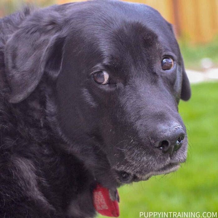 how often can i use head and shoulders on my dog
