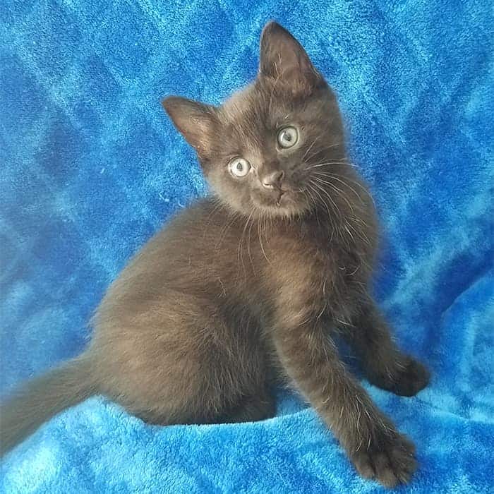 takis2 Takis – Adopted