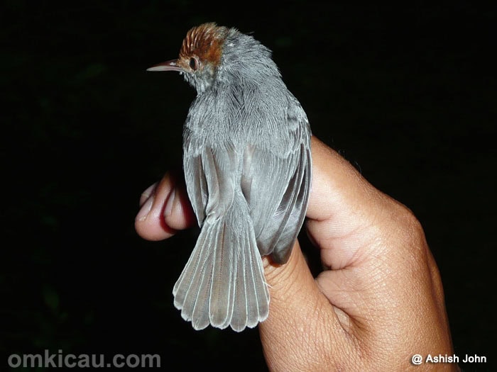 burung perenjak kamboja
