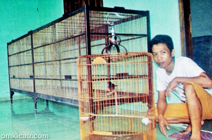 John Glondor dan murai batu pedrosa