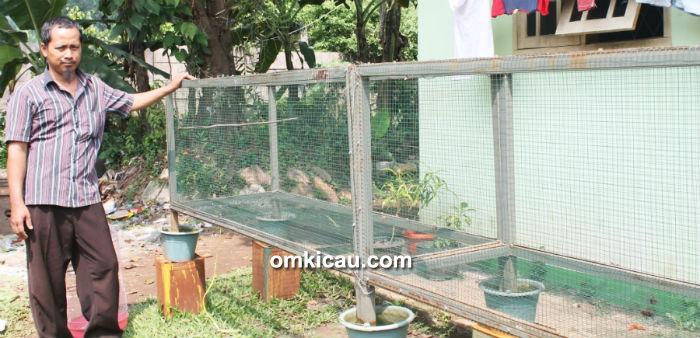 Breeding murai batu Mulyono BF Depok