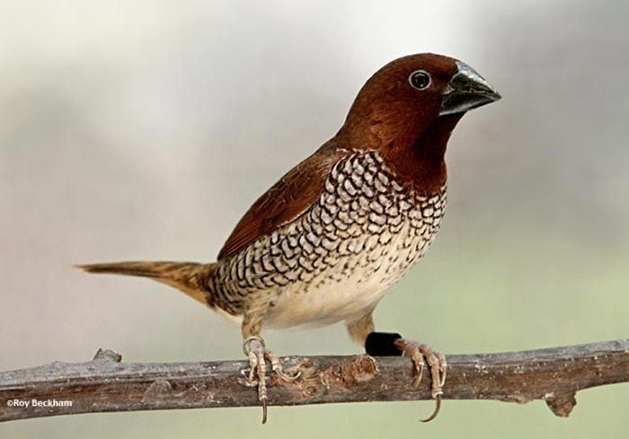 Burung bondol peking