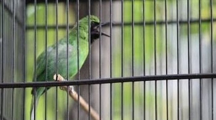 Cucak hijau gacor di satu tempat