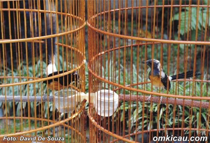Perjodohan burung