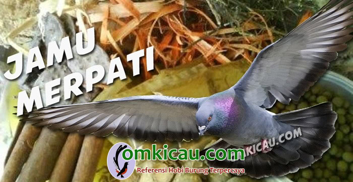 jamu merpati jamu merpati
