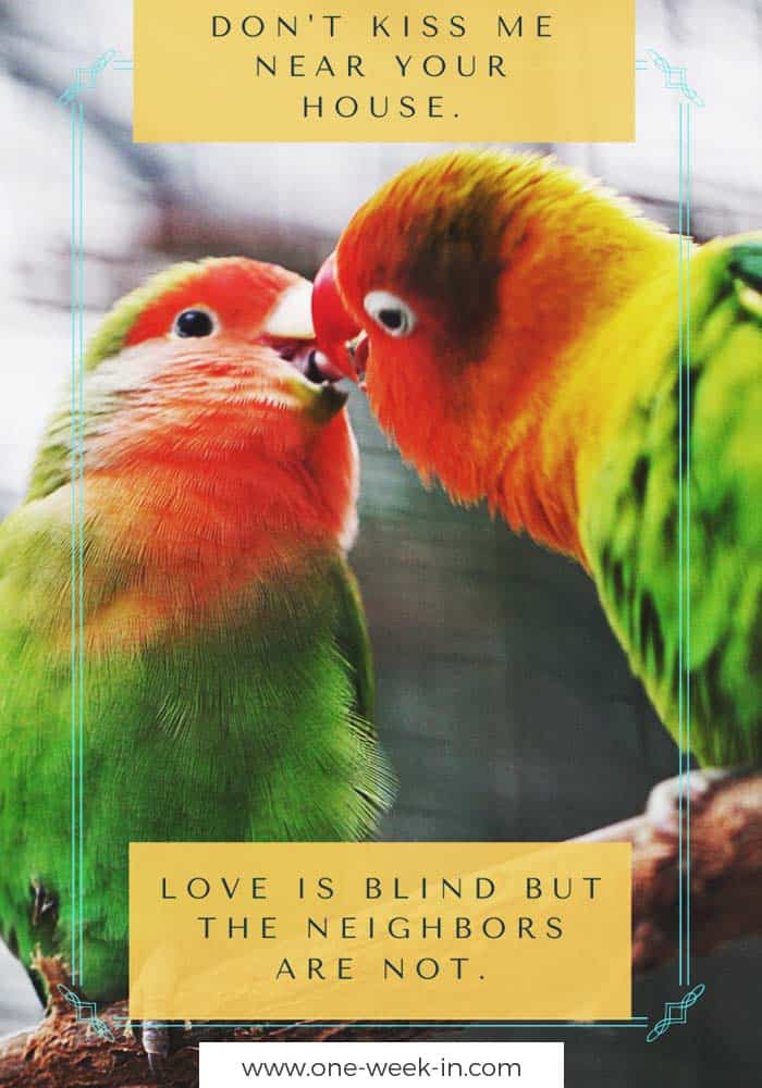 Don't kiss me near your house. Love is blind but the neighbors are not.