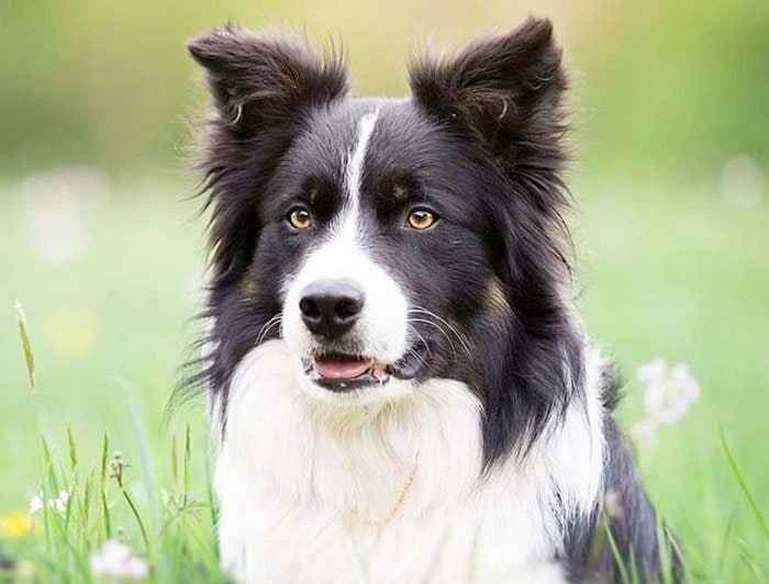 Border Collie