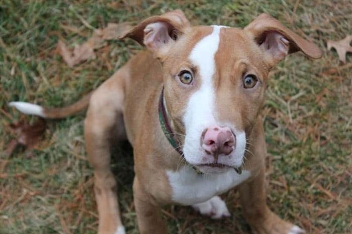 Pitbull German Shepherd mix puppy
