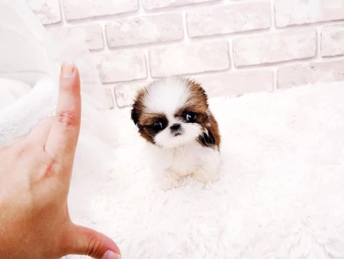 Teacup Shih Tzu