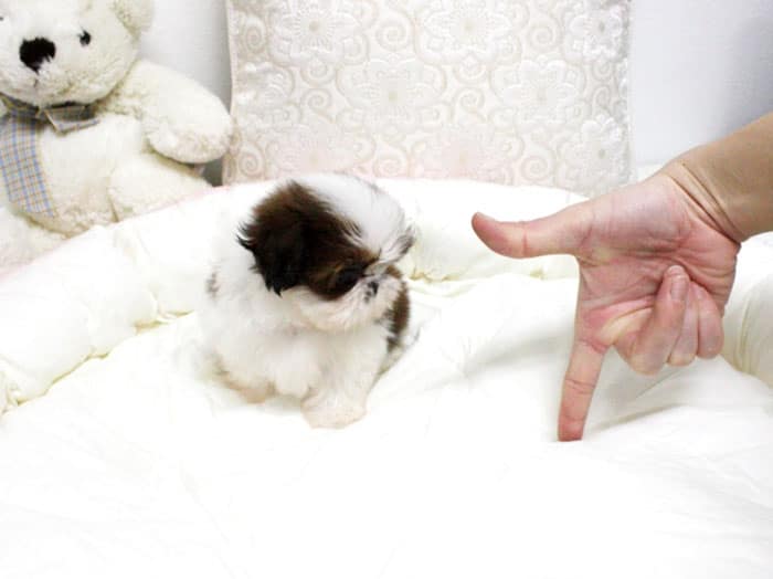 Teacup Shih Tzu puppy