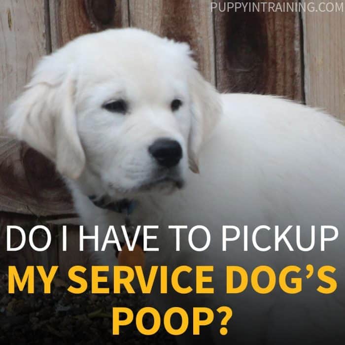 Do I Have To Pickup My Service Dog's Poop? - English Cream Golden Retriever puppy looking back in a squatting position.