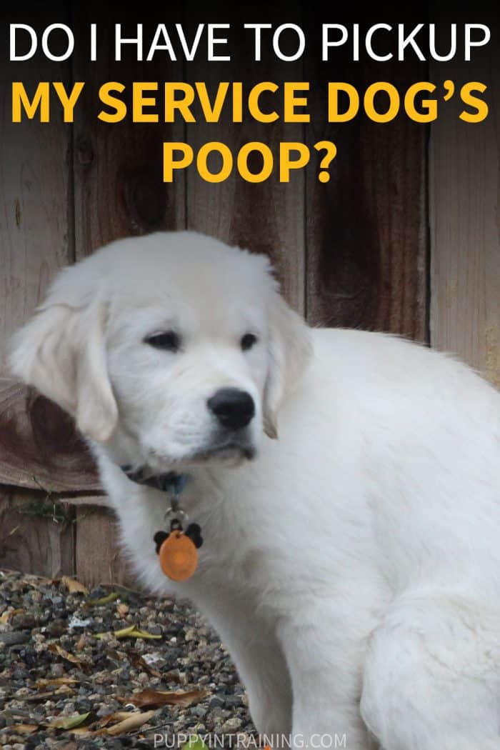 Do I Have To Pick up My Service Dog's Poop? Puppy In Training