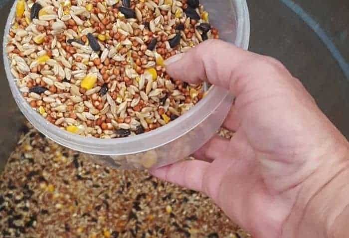 Make Your Own Homemade Chicken Layer Feed Stone Family Farmstead