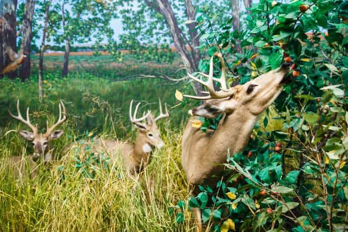 The Best Deer Feeders Nurture Your Game Targetcrazy Com