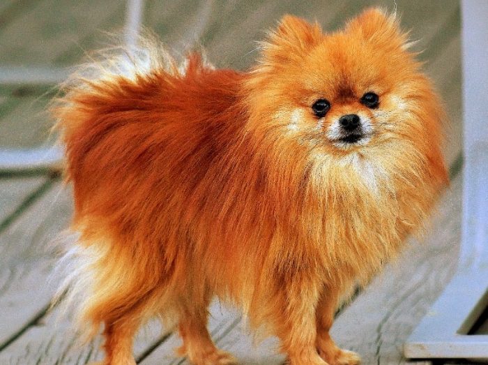ANJING MINI POM Cara Merawat, Pakan, Harga Jual (Lengkap)