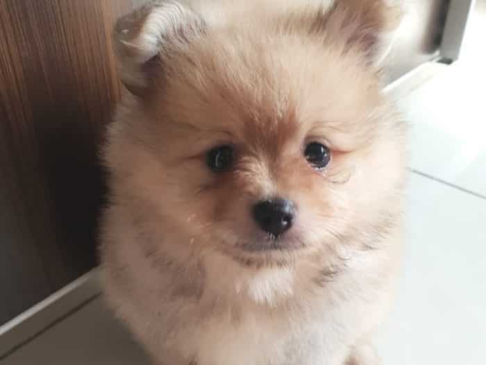 ANJING MINI POM : Cara Merawat, Pakan, Harga Jual (Lengkap)