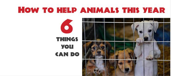 6 ways to help animals this winter