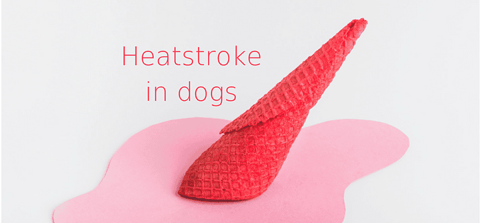 Heatstroke in dogs