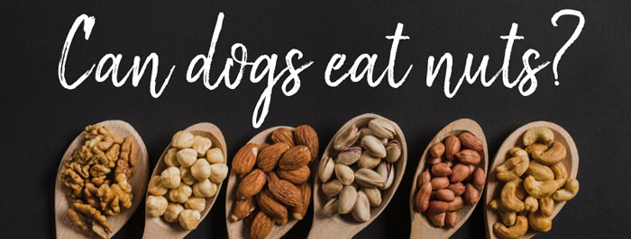 Can dogs eat nuts?