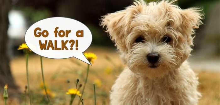 Morkie pulling on the leash? Here’s what to do.