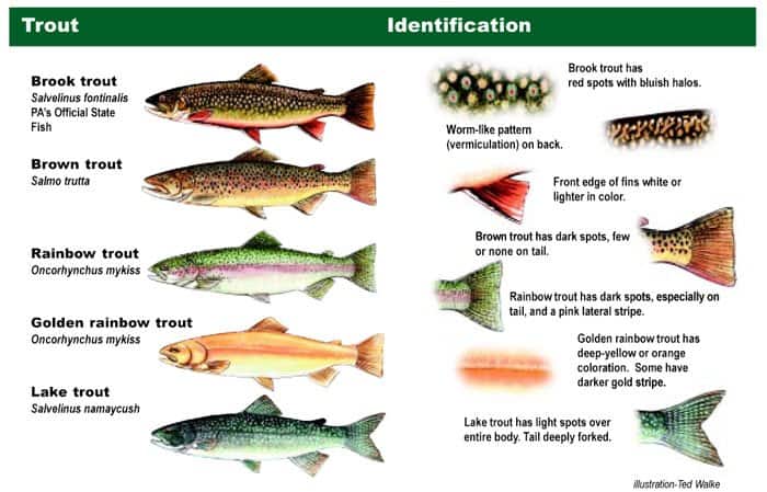 Trout Fishing: Tips & Guide For Landing Massive Fish 1 Trout Fishing: Tips & Guide For Landing Massive Fish 1