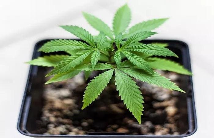 La marihuana puede aliviar las enfermedades hepáticas