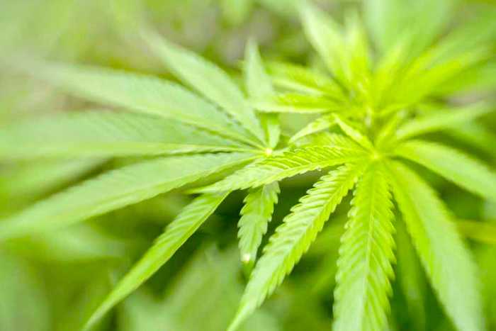 Macht Marihuana süchtig? Sie können Ihre Cheetos in der Antwort wetten