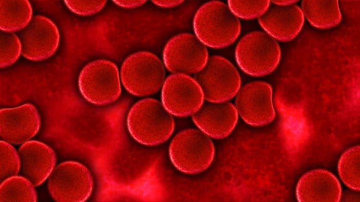 Las células madre se pueden obtener de la médula ósea, la sangre periférica y la sangre del cordón umbilical